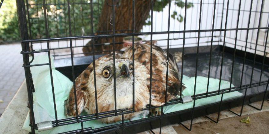 Denize Düşen Yaralı Şahin Tedavi Altına Alındı