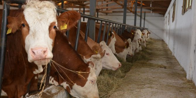 Karadeniz’de Ahır Sistemi Değişiyor