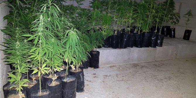 Karaman’da Jandarmadan Kenevir Operasyonu