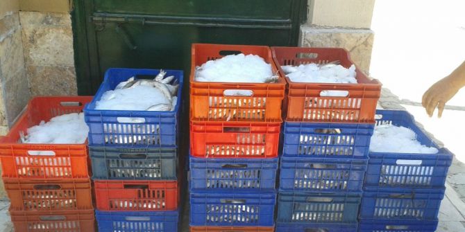 Boy Limiti Altında Avlanan Balıklar Ele Geçirildi