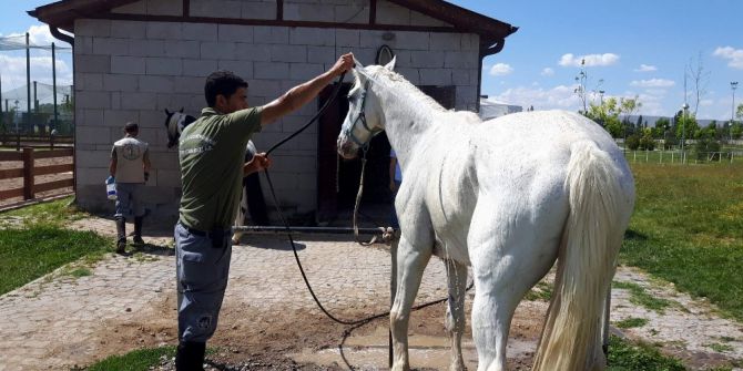 Sıcak Havalarda Hayvanlara Özel Serinletme