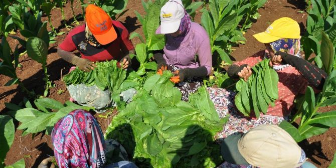Bursa’da Tütün Hasadı Başladı