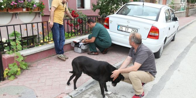 Sokak Hayvanlarına Duyarlı Belediye