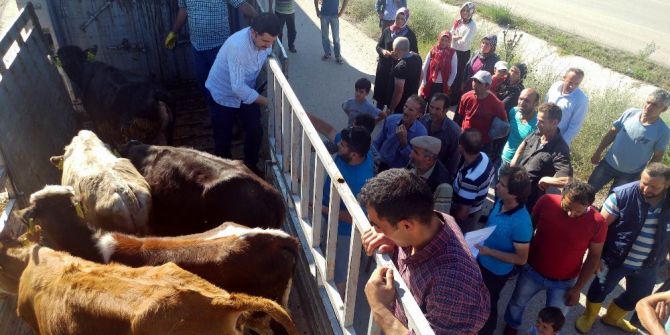 Genç Çiftçilere Damızlık Düve Dağıtıldı