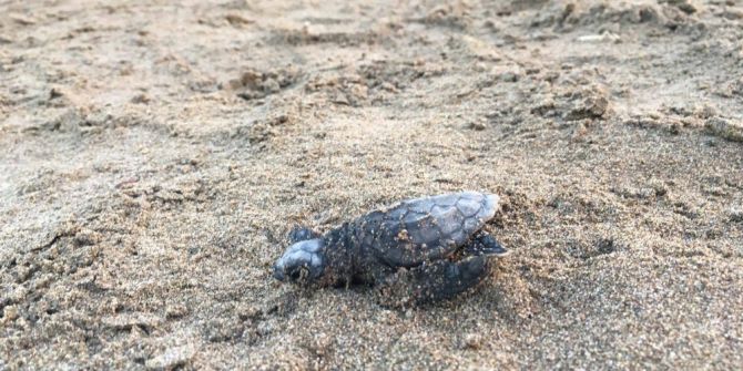 Caretta Caretta Yavrularının Denize Yolculuğu Başladı