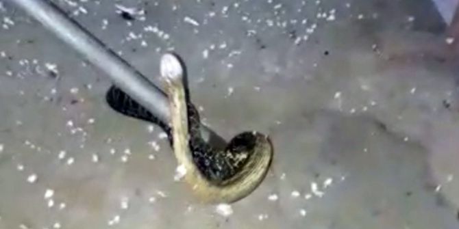 Mobilya İmalathanesinde Yılan Paniği