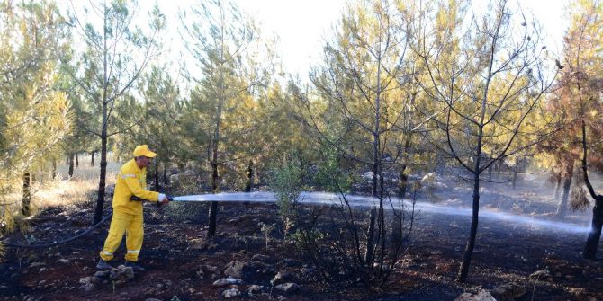 Madde Bağımlıları Ormanı Yaktı