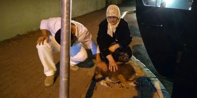 Çarptığı Köpeği Hastaneye Götürdü