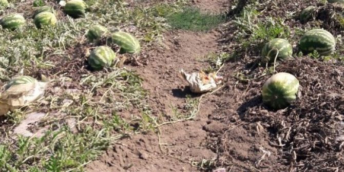 Sıcak Hava Karpuzu Yaktı