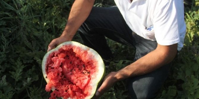 Sıcaklar, Karpuzu Önce Sararttı Sonra Çatlattı