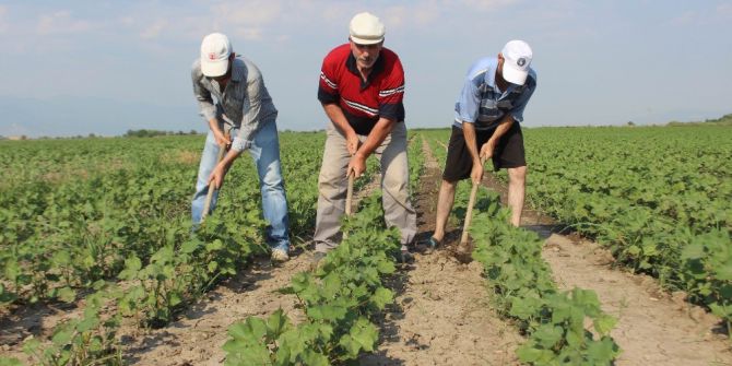 Pamuk Üreticisi İşçi Sıkıntısından Ve Yüksek Maliyetten Dertli
