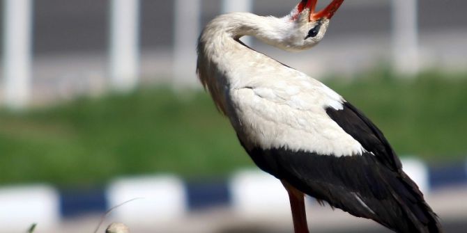 Ankaralı İş Adamı Leylekler İçin Yuva Yaptı
