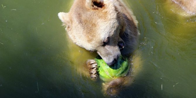 40 Derece Sıcaktan Bunalan Bu Hayvanlar Buzlu Meyvelerini Suyun Altında Yiyor
