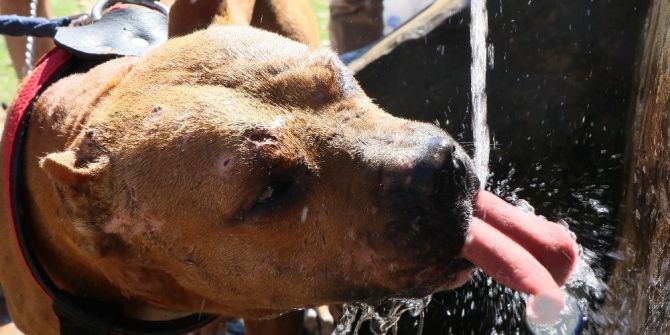Sıcak Hava Hayvanları Da Bunalttı
