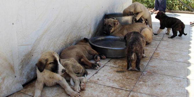 Barınaktaki Hayvanlar Suyla Serinletiliyor
