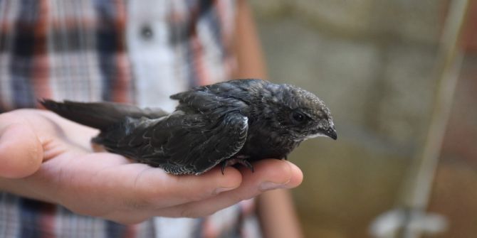 Adıyaman’da Ebabil Kuşu Bulundu