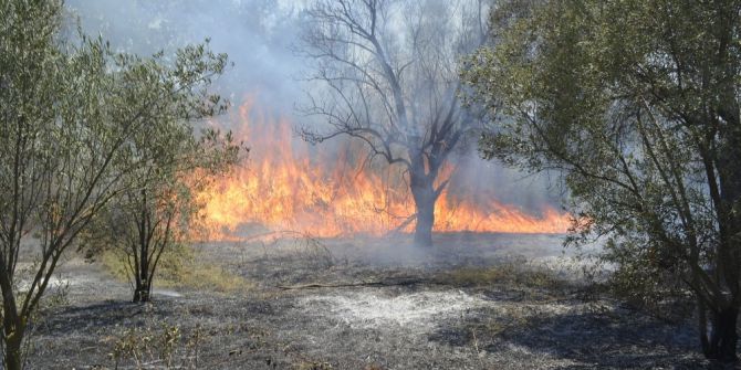 Yangında Zeytin Ağaçları Zarar Gördü