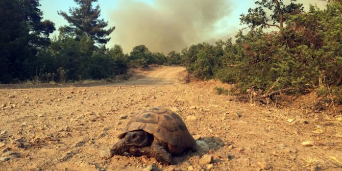 Çanakkale’de Orman Yangını