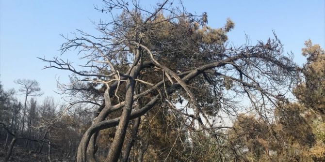 İzmir’deki Yangının Bilançosu Ağır Oldu
