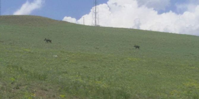 Ağrı’da Domuzlar Yerleşim Alanlarına İndi