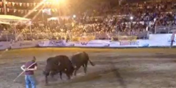 Rakibine Yenilen Boğa Kaçarken 1 Kişiyi Yaraladı