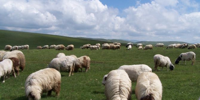 Ordu’nun Koyun Irkı Değişti