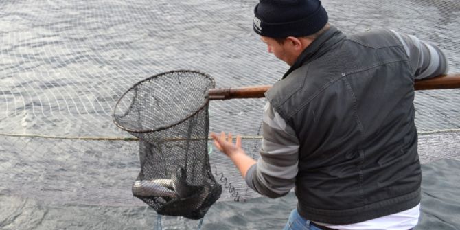 Karadenizli Balığı Kafeslerden Karşılıyor