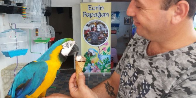 Papağanlara Dondurmalı Serinlik