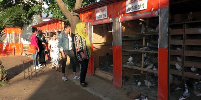 Güvercinler İçin Pansiyon Yaptı