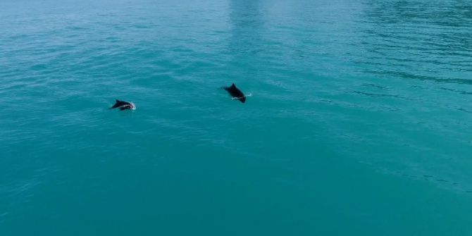 İstanbul Boğazı’nda Yunusların Dansı Drone İle Havadan Görüntülendi