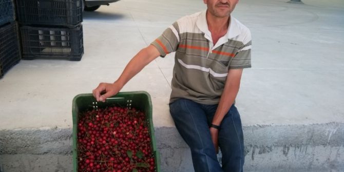 Hisarcık’ta Vişne Sezonu Açıldı