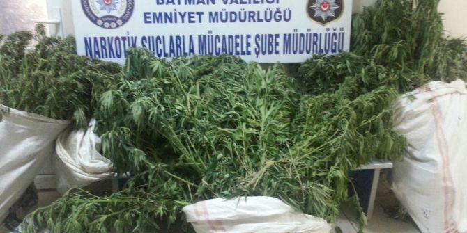 Batman’da 130 Kök Hint Keneviri Ele Geçirildi