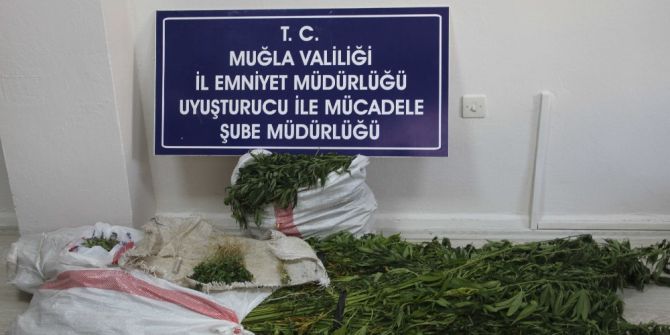 Cezaevinden Kaçtı, Kenevir Yetiştirirken Yakalandı