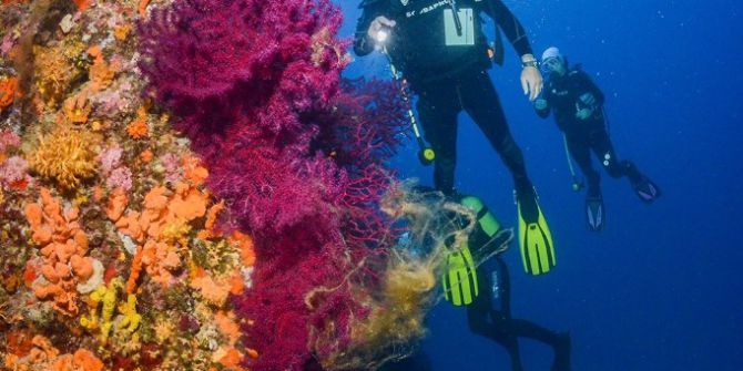 Su Altının Çiçek Bahçesi Kızıl Mercanlar