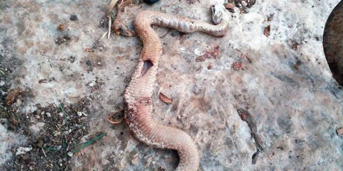 Engereğin Karnından İki Yetişkin Civciv Çıktı