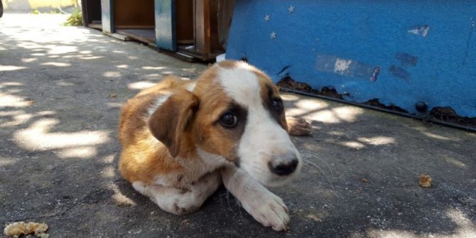 Duvara Sıkışan Karamel İçin İtfaiye Ekipleri Seferber Oldu