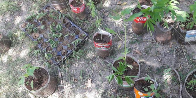 Antalya’da Kenevir Operasyonu