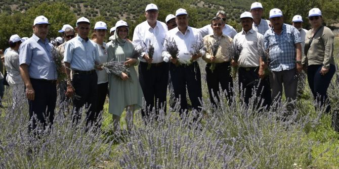 Belediye Destekledi Yuntdağı Lavanta Diyarı Oldu