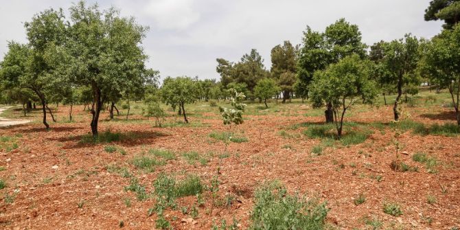 Kuşlar İçin Dikilen Fidanlar Ağaç Oldu