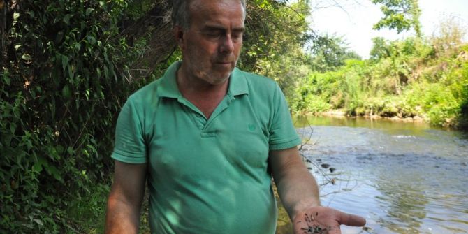 Yüzlerce Tatlı Su Kefali Yavrusu Öldü