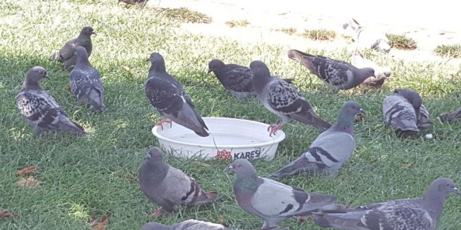 Bir Kap Su Yaşamdır