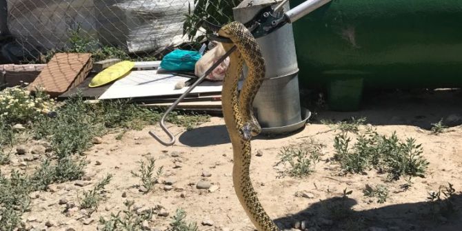 Başkent İtfaiyesinden Kümeste Yılan Avı
