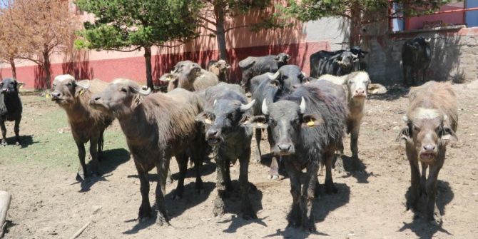 Yozgat’ta Üreticiye Damızlık Erkek Manda Dağıtıldı