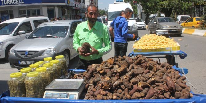 Ağrı’da Uçkun Köküne Yoğun İlgi