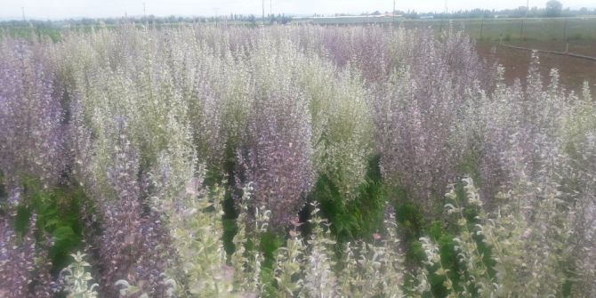 Çumra Myo’da ‘Misk Adaçayı’ Hasadı