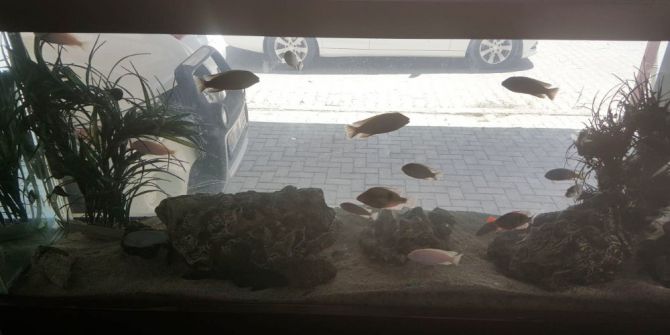 Aşırı Sıcaklar Akvaryumdaki Balıkları Telef Etti