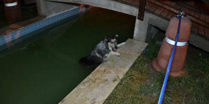 Süs Havuzuna Düşen Köpek, İtfaiye Ekiplerine Zor Anlar Yaşattı