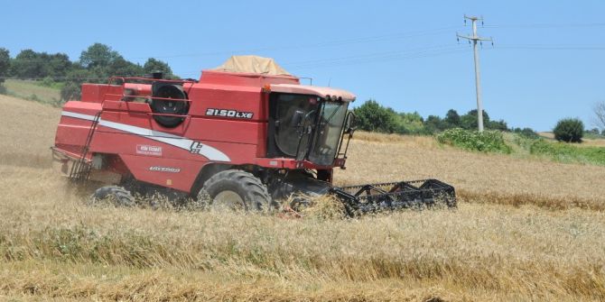 Bafra Ovası’nda Buğday Hasadı Başladı