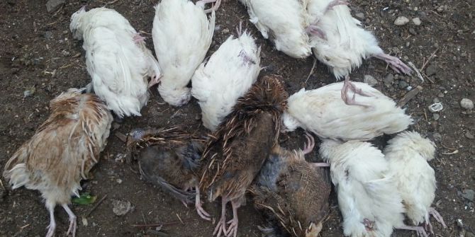 Sıcak Havadan Etkilenen Süs Tavukları Telef Oldu