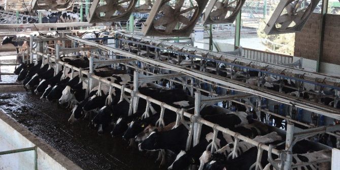 İneklere 5 Yıldızlı Serinlik